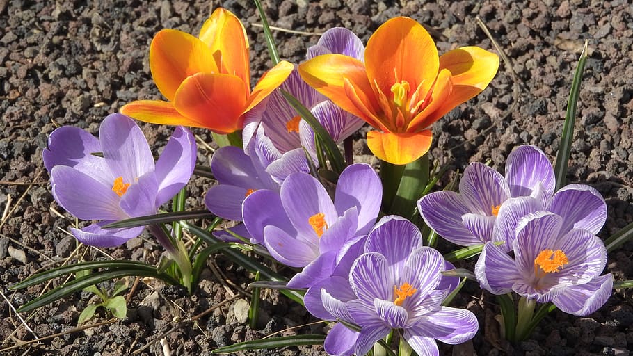 saffron, crocus, tulip, orange tulip, flowering šafrány, spring flowers, spring aspect, early spring, spring nature, flowering plant