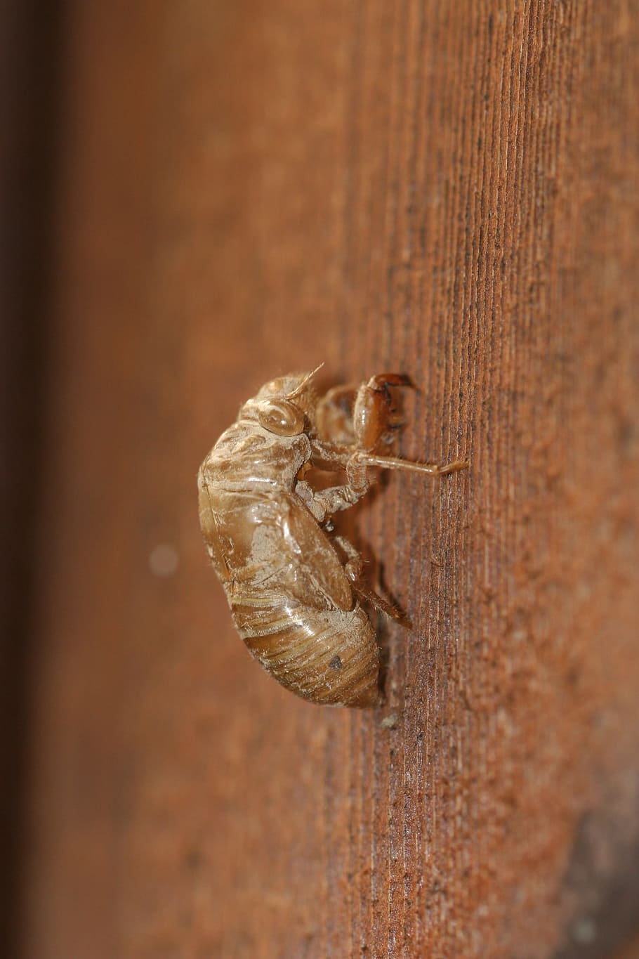Cicada, Shell, Insect, Exoskeleton, Bug, wildlife, wing, metamorphosis, molt, dry