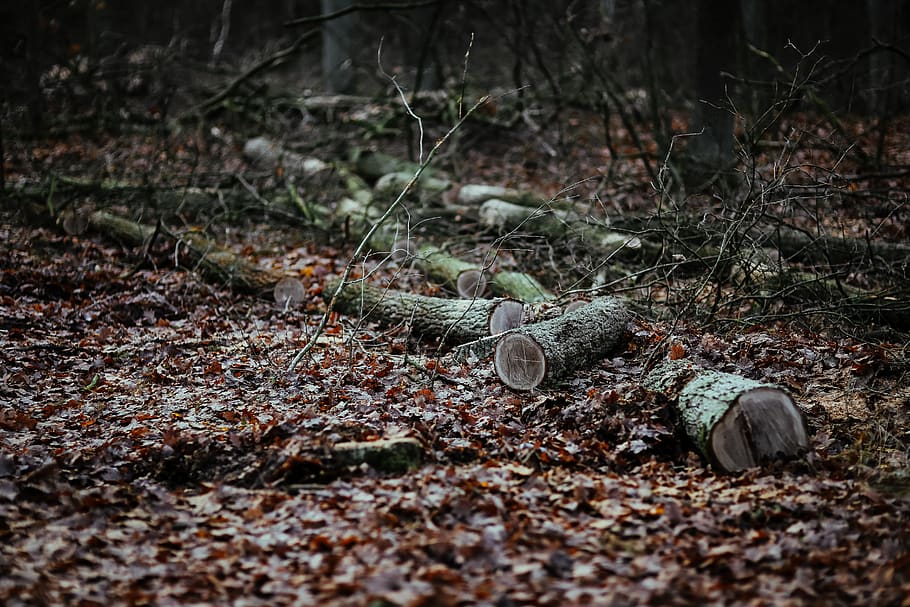 leaves, wood, plants, trees, forest, walk, autumn, logs, branch, land