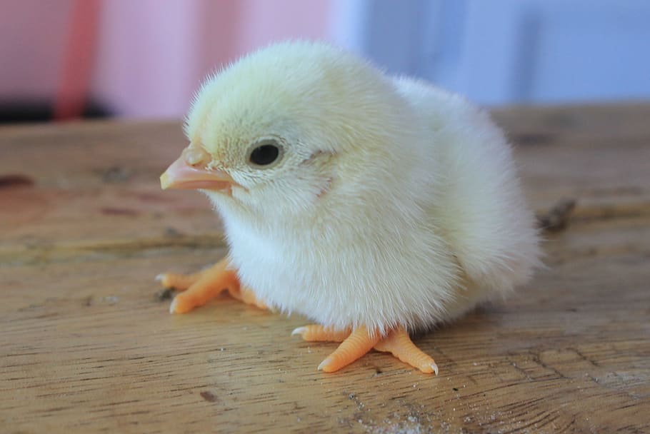 superficial, fotografía de enfoque, amarillo, pollito, pollito recién nacido, lindo, animal, pollo, esponjoso, Temas de animales