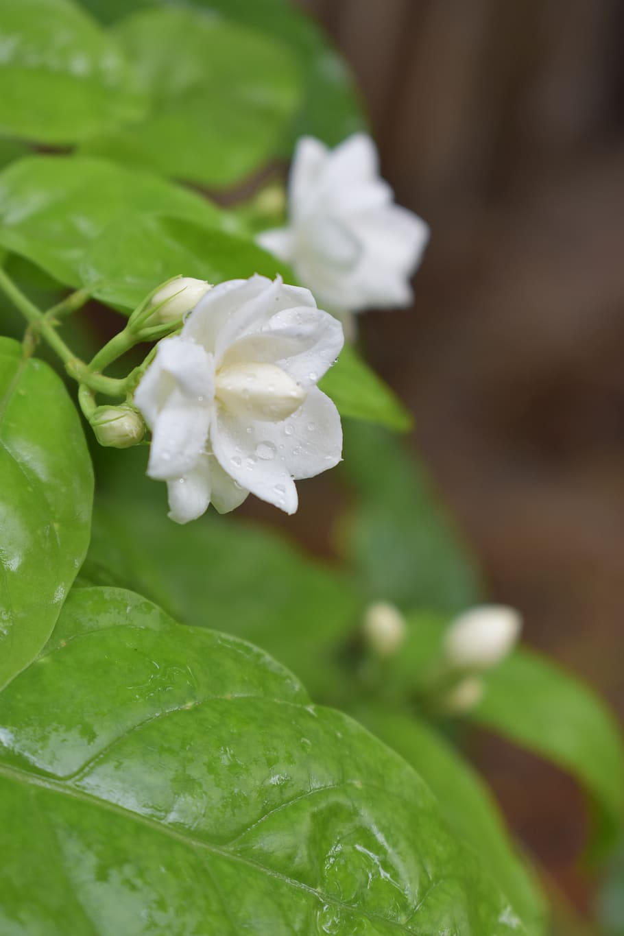 jasmine, flower, plumeria, plant, garden, white, spring, smell, nature, fragrant