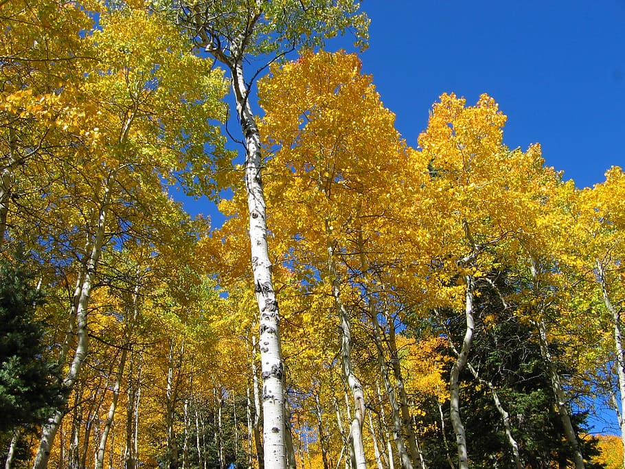 trees, forest, autumn, fall, blue sky, nature, aspen, tree, plant, beauty in nature