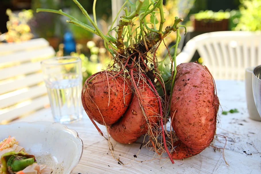 orange, red, root crops, white, table, daytime, Yam, Harvest, Sweet-Potato, sweetpotatoe