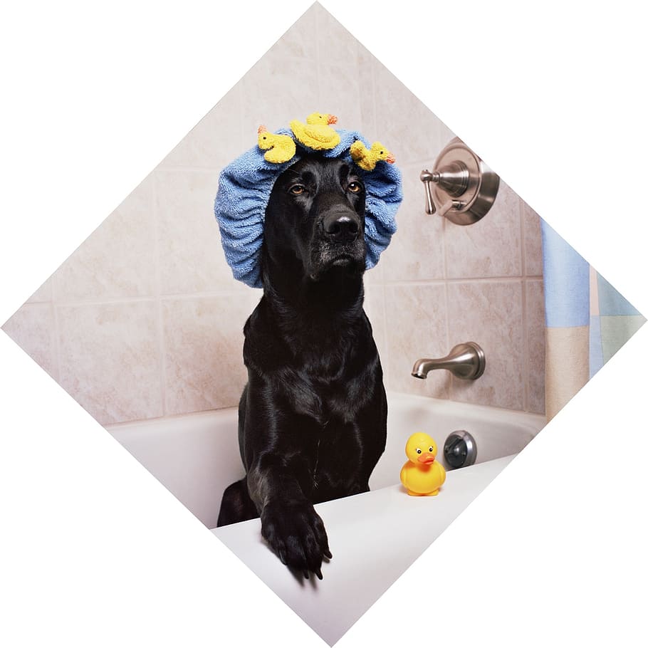 adulto, preto, labrador retriever, branco, banheira, laboratório preto, cão, engraçado, hora do banho, patinho de borracha