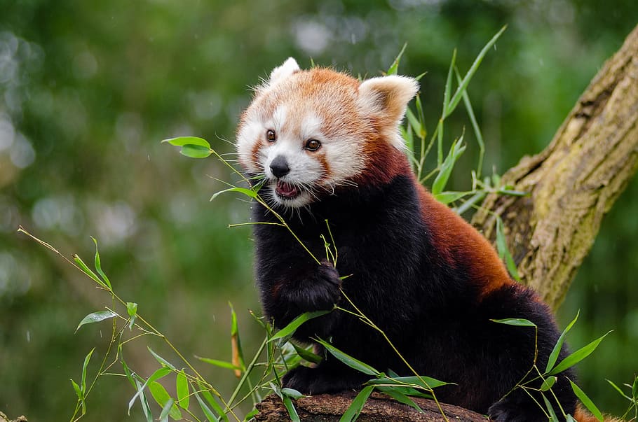 selective, focus photography, red, panda, tree branch, red panda, little panda, cute, bamboo, mammal