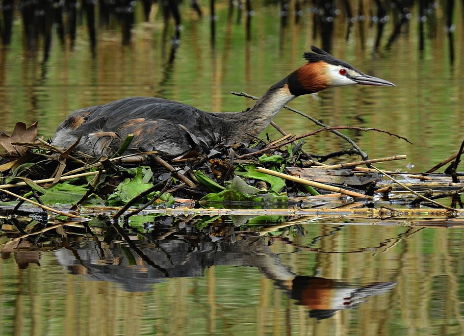great crested grebe, water bird, animal, feather, plumage, nest, brooding, water, pond, reflection