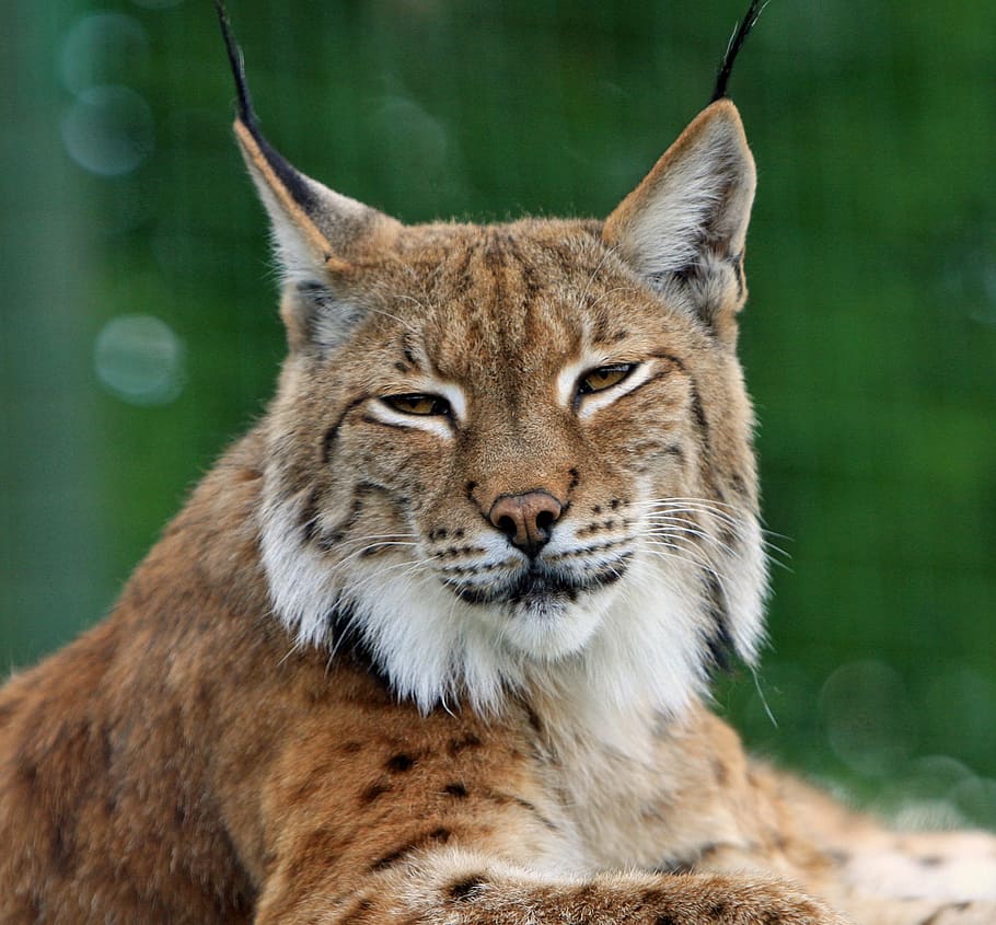 feline photo, bobcat, lynx, big cat, feline, wildlife, animal, nature, outdoors, head