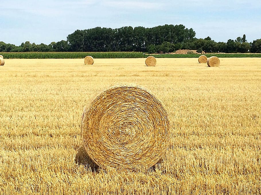 straw, straw bales, round bales, straw box, stubble, straw role, bale, hay, agriculture, plant