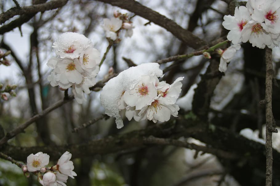 アーモンドの木 花 雪 白 アーモンドの木の自然 2月 自然 春 開花 開花植物 Pxfuel