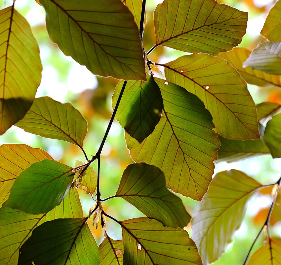 leaves, tree, branch, green, nature, plant, plant part, leaf, growth, green color