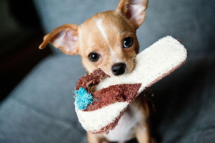 tan, chihuahua, slipper, mouth, graphic, wallpaper, puppy, pet, dog, animal