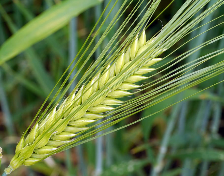 barley, ear, awns, immature, green, cereals, barley field, grain, nature, nourishing barley