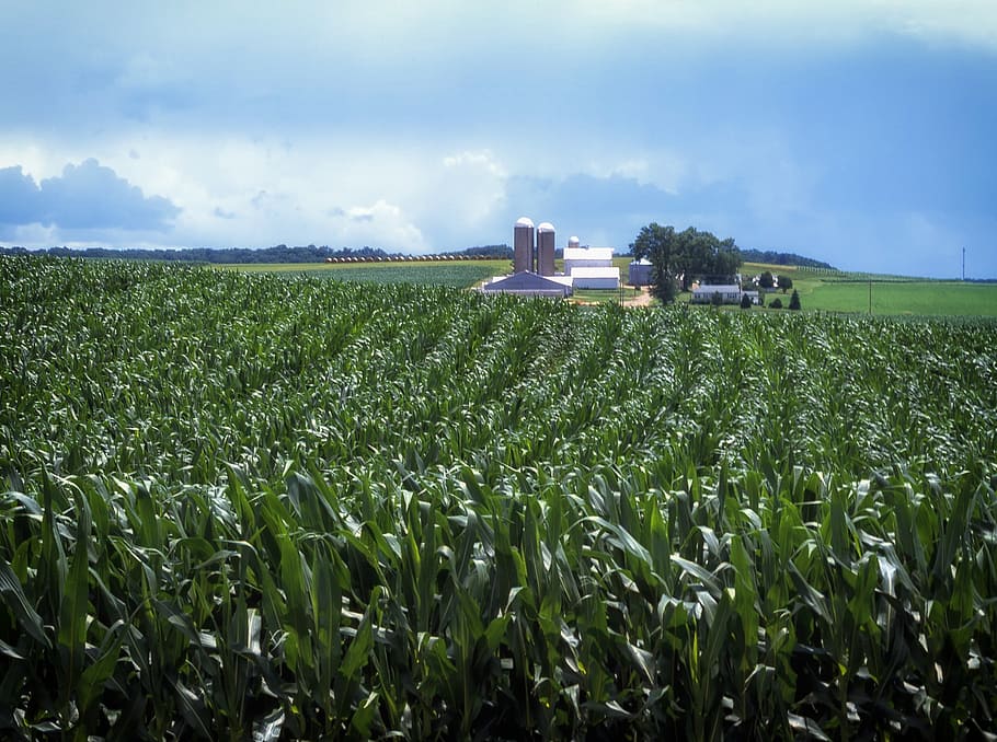 corn field, house, pennsylvania, landscape, scenic, amish farm, rural, country, countryside, barn