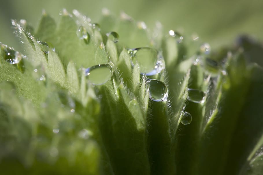 close-up photo, water dews, green, leaf, frauenmantel, alchemilla, genus, the rose family, rosaceae, herbaceous plant