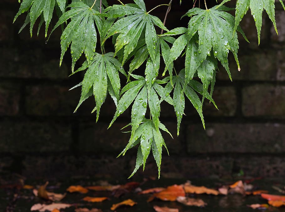 acer, maple, leaves, leaf, wet, rain, drip, dripping, foliage, green