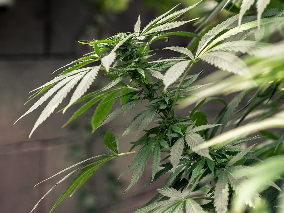 cannabis, sativa, ganja, hemp, medical marijuana, plant, green color, growth, leaf, plant part