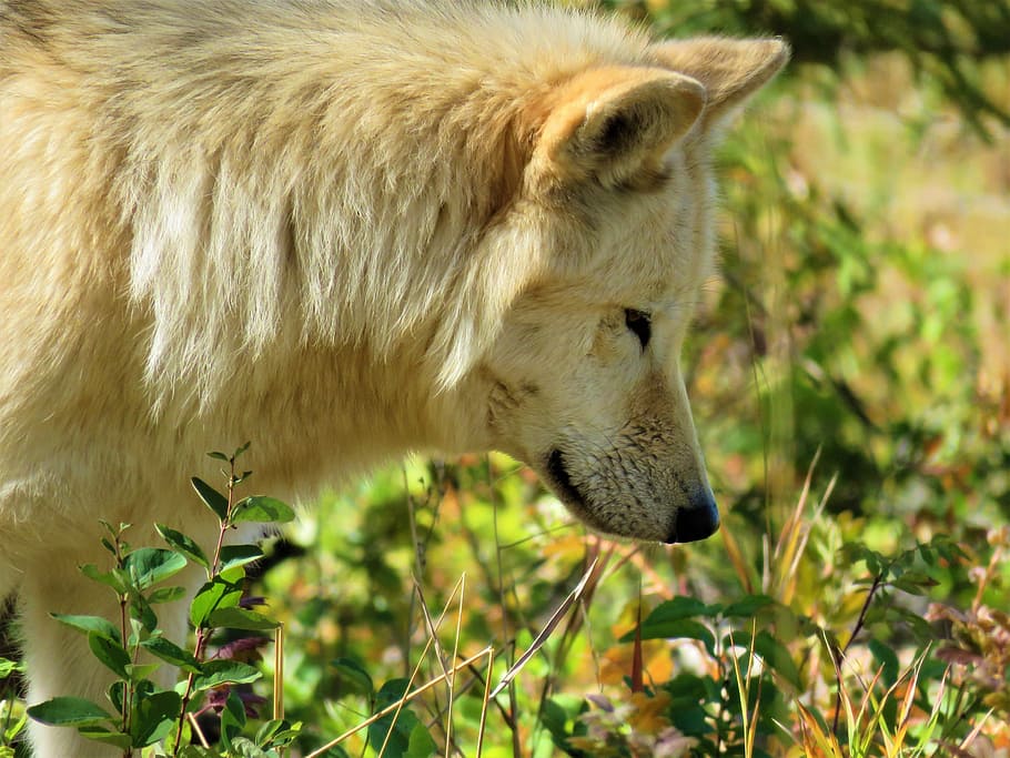 wolfdog, wolf, dog, sniffing, smelling, hunting, predator, forest, bushes, yamnuska