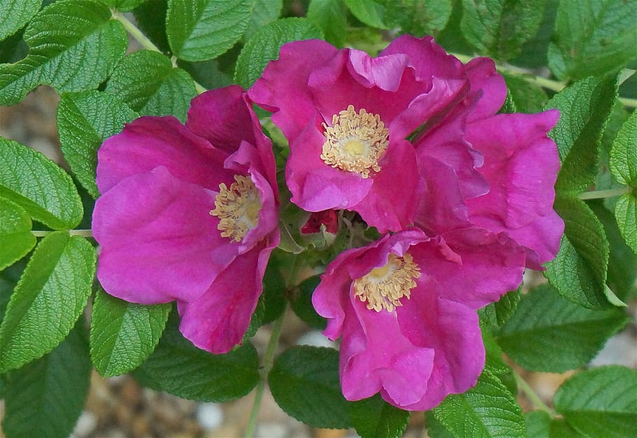 rugosa rose quartet, rugosa rose, rose, flower, blossom, bloom, plant, pink, hot pink, cluster