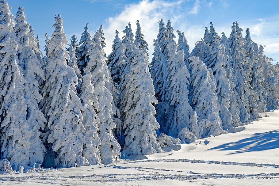 pine tree lot, covered, snow, wintry, firs, snowy, time of year, winter, cold, advent