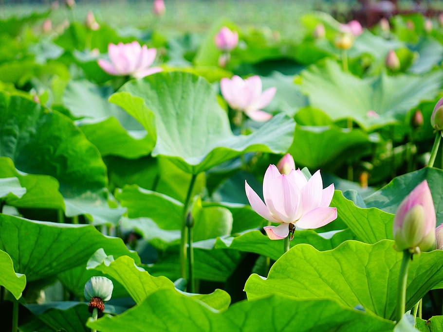 Lotus, Scenery, the scenery, flower, green color, leaf, petal, nature, freshness, flowering plant