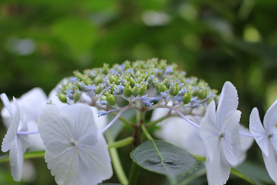 flowers, natural, blue, hydrangea, green, flowering plant, flower, plant, growth, beauty in nature