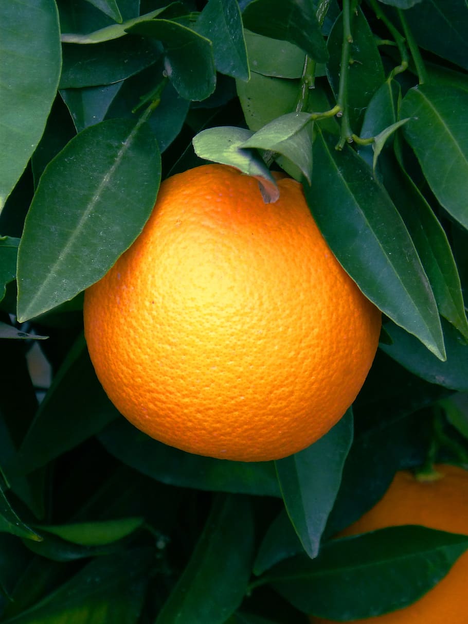 Naranja, Naranjo, Cítrico, Fruta, cítricos, naranja - Fruta, comida, frescura, madura, naturaleza