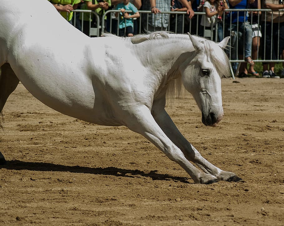white, horse, daytime, horseback riding, dressage, standard, animal, outdoors, mammal, farm
