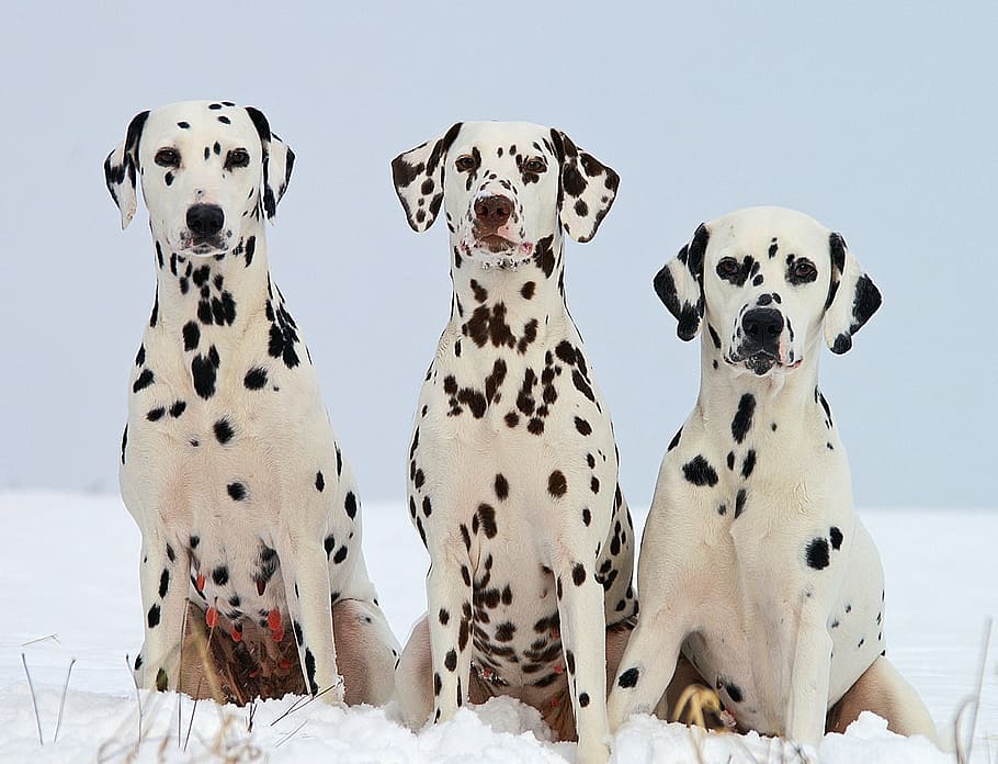 três, adulto, preto, branco, dálmatas, dálmata, cães, retratos, animais de estimação, doméstico