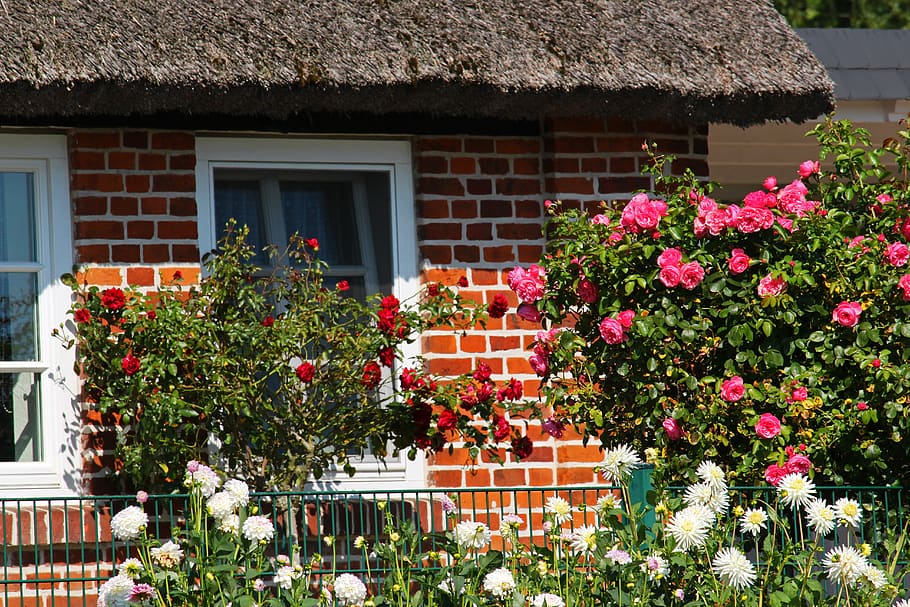 farmhouse, front yard, rügen island, flower garden, cottage garden, thatched roofs, country house, high-stem roses, roses, as lien