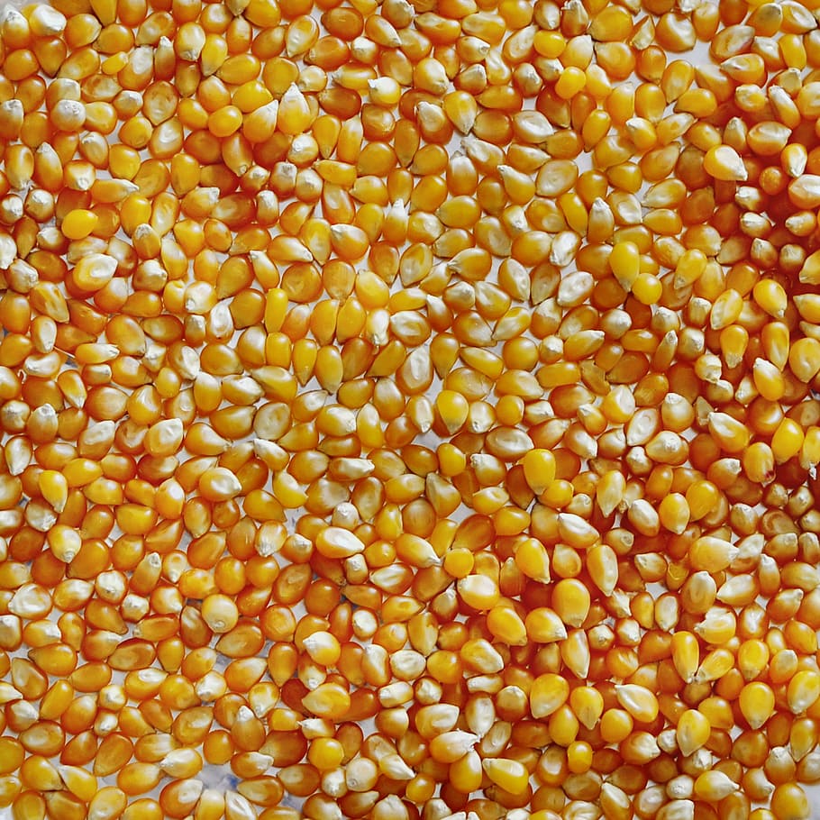 pile, corn kennels, Popcorn, Corn, Macro, Kernel, Kernels, food, maize, full frame
