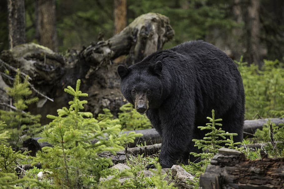 photgraphy da vida selvagem, preto, urso, urso preto, bosques, selvagem, animais selvagens, ao ar livre, natureza, predador
