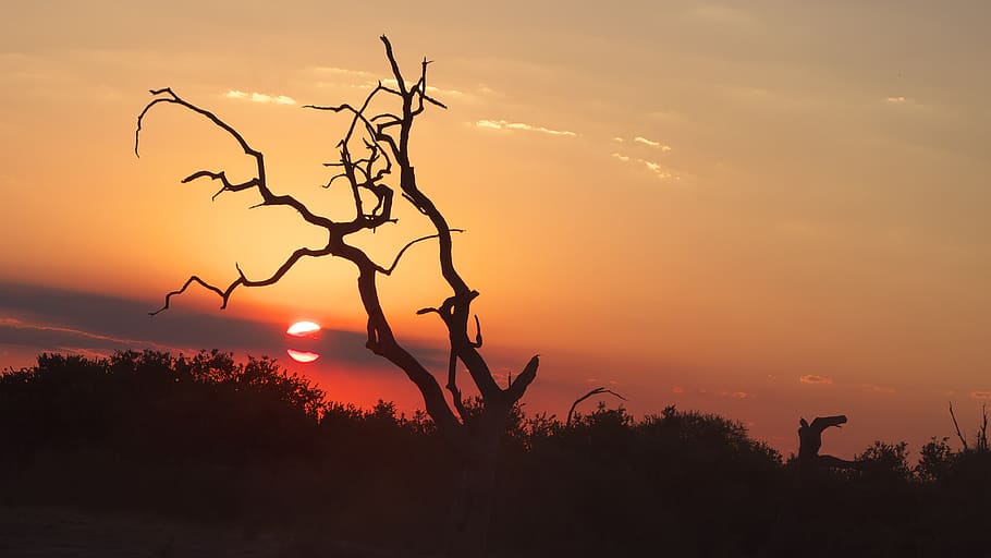 sunset, chobe, africa, botswana, landscape, national park, safari, tree, sky, plant