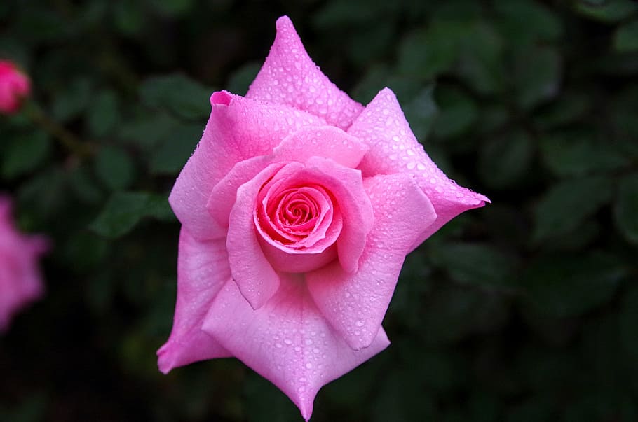 rosa, chuva, japão, flores, naturais, planta, no início do verão, flor do japão, flor, cor rosa