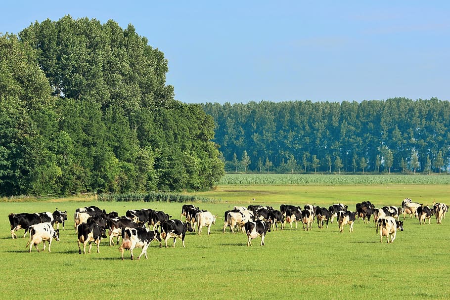 herd, cows, eating, green, grass, meadow, cattle, netherlands, landscape, plant