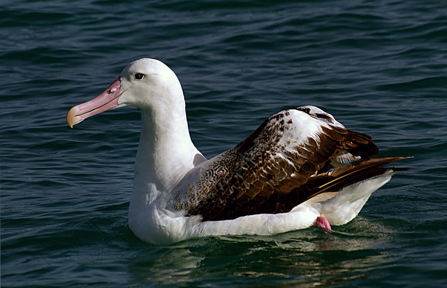 Albatros errante, Nueva Zelanda, gaviota blanca en agua, agua, animales en la naturaleza, fauna animal, temas de animales, animal, vertebrado, pájaro