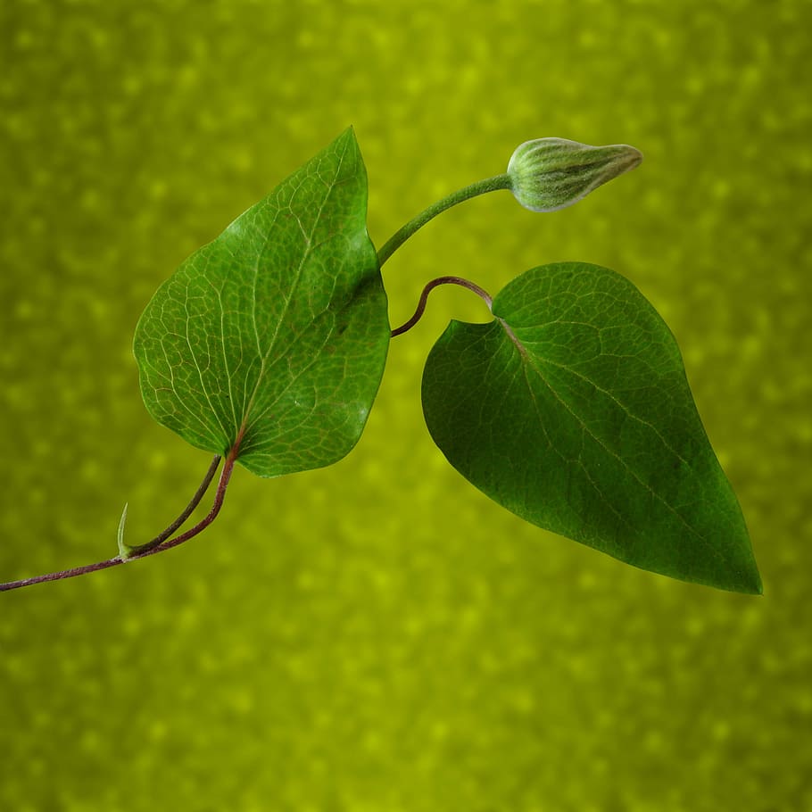 closeup, photography, green, leaf, leaves, nature, blur, autumn, plant, green leaf