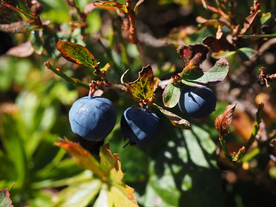 close-up photo, blackberries, blueberries, ripe, blue, vaccinium heather plant, ericaceae, vaccinium myrtillus, vaccinium-type, dwarf shrub