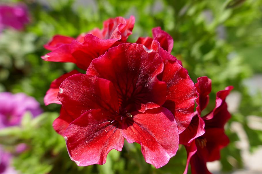 geranio, geranio rojo, flor roja, flor, planta floreciendo, fragilidad,  vulnerabilidad, belleza en la naturaleza, pétalo, frescura | Pxfuel