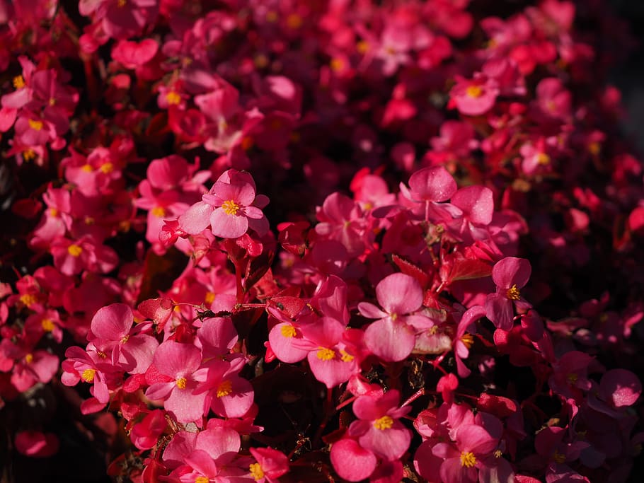 Begonia de hielo, flor, florecer, rojo, macro, de cerca, flora, begonias de semperflorens, Begonia semperflorens cultorum, híbridos de begonia semperflorens