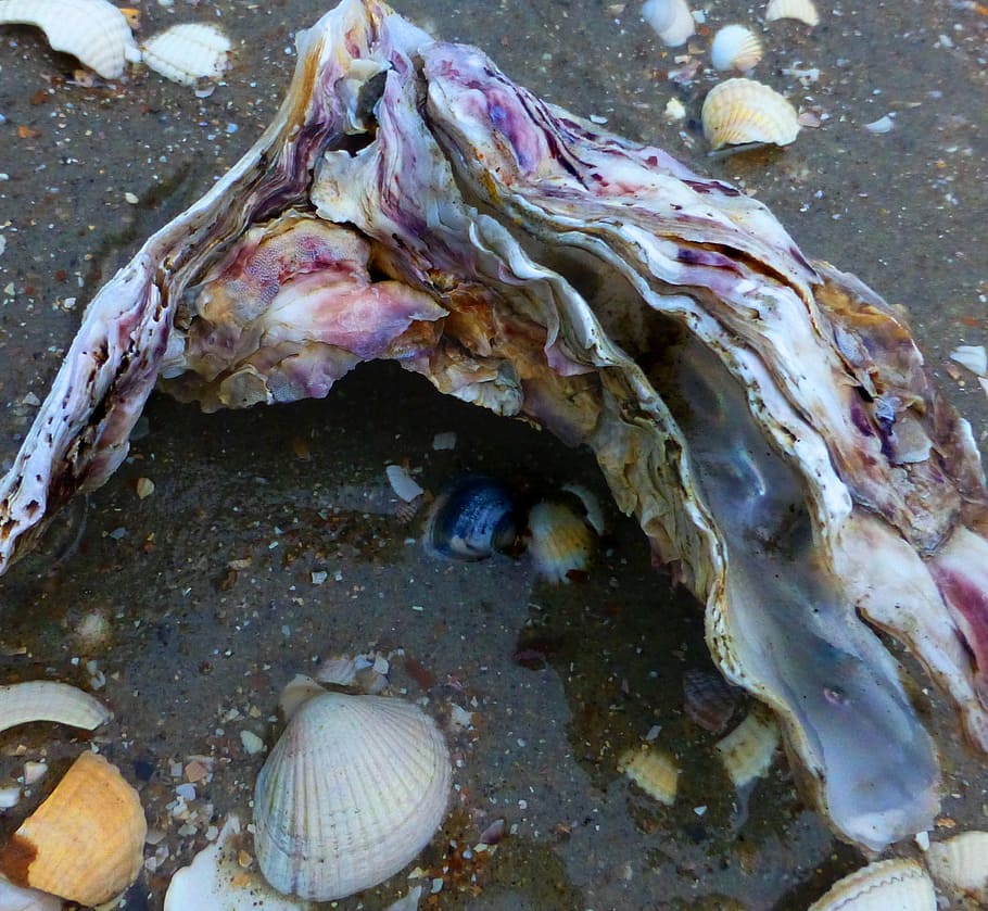 seafood, wild oysters, zeeland, north sea, sea, nature, beach, animal Shell, close-up, food