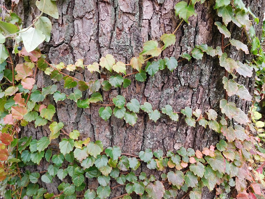 自然 つる 緑 緑の葉 葉 植物 アイビー 木 観葉植物 登山 Pxfuel