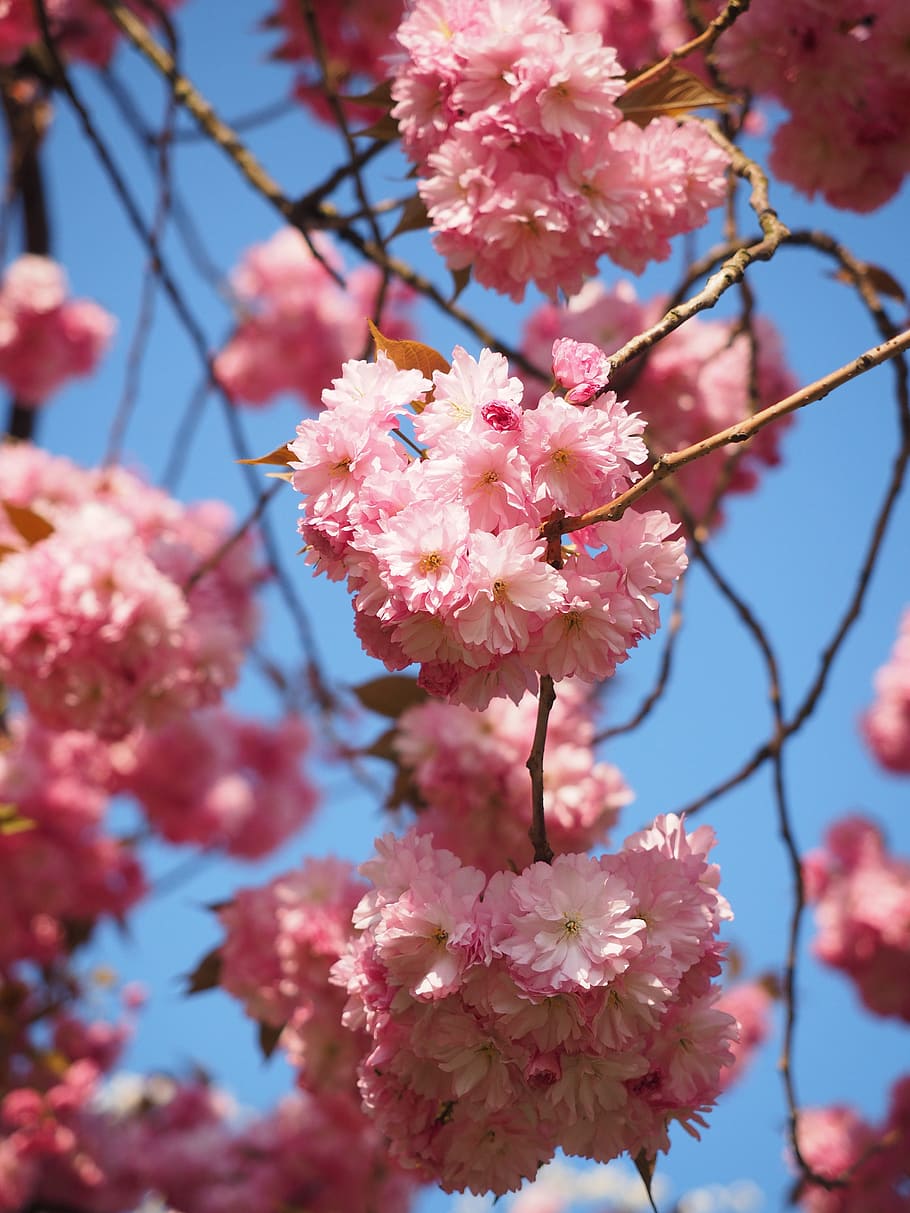 flor de cerezo, cereza japonesa, olor, flor, floración, cereza floreciente japonesa, cereza ornamental, primavera, rosa, prunus serrulata