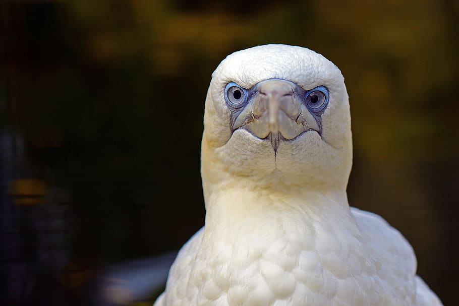 northern gannet, what are you looking at, north sea, helgoland, one animal, bird, vertebrate, close-up, portrait, parrot