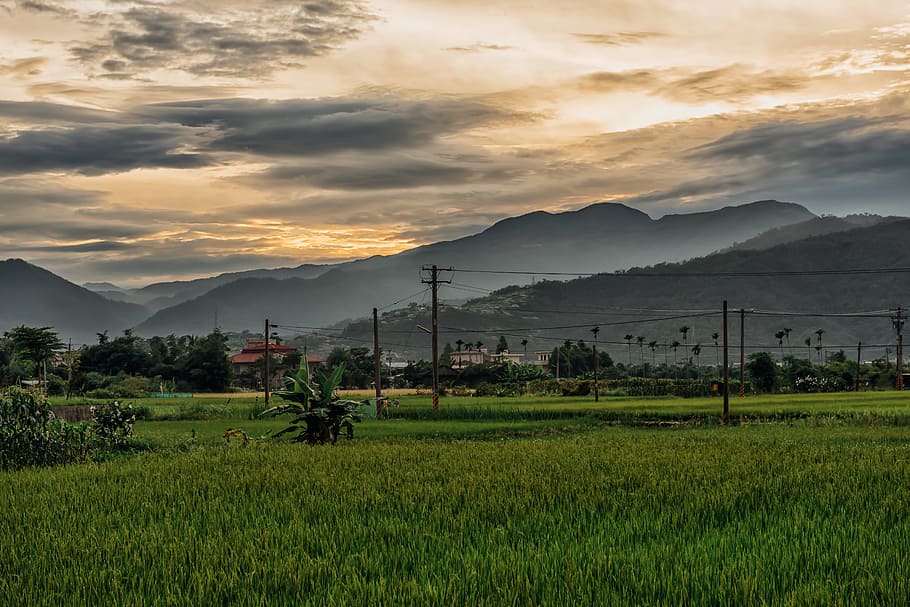 Landscape, Taiwan, yuan tian, in rural areas, village, evening, sunset, field, agriculture, rural scene