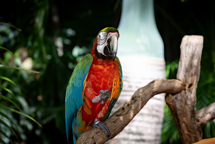 parrot, exotic, bird, animal, nature, color, tropic, macaw, feather, jungle