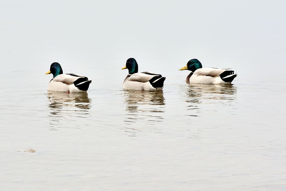 three, male, mallard ducks, water, ducks, team, trio, mallards, water bird, bird