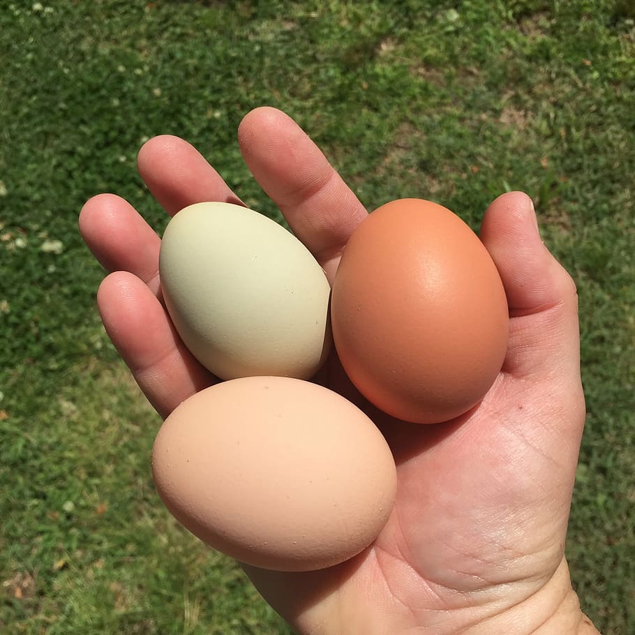 eggs, chickens, backyard chickens, food, easter, animal Egg, nature, organic, farm, freshness