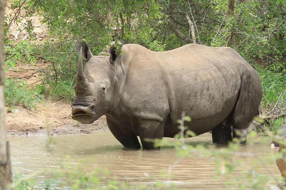 rhino, looking, animals, pond, africa, savanah, wild, safari, wildlife, animal