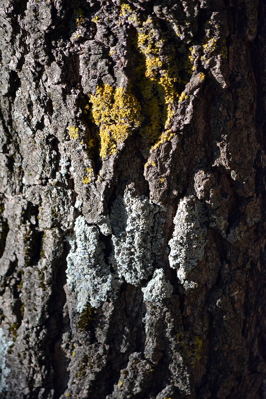 cortex, crust, wood, nature, tree, texture, mildew, must, grain, lichen
