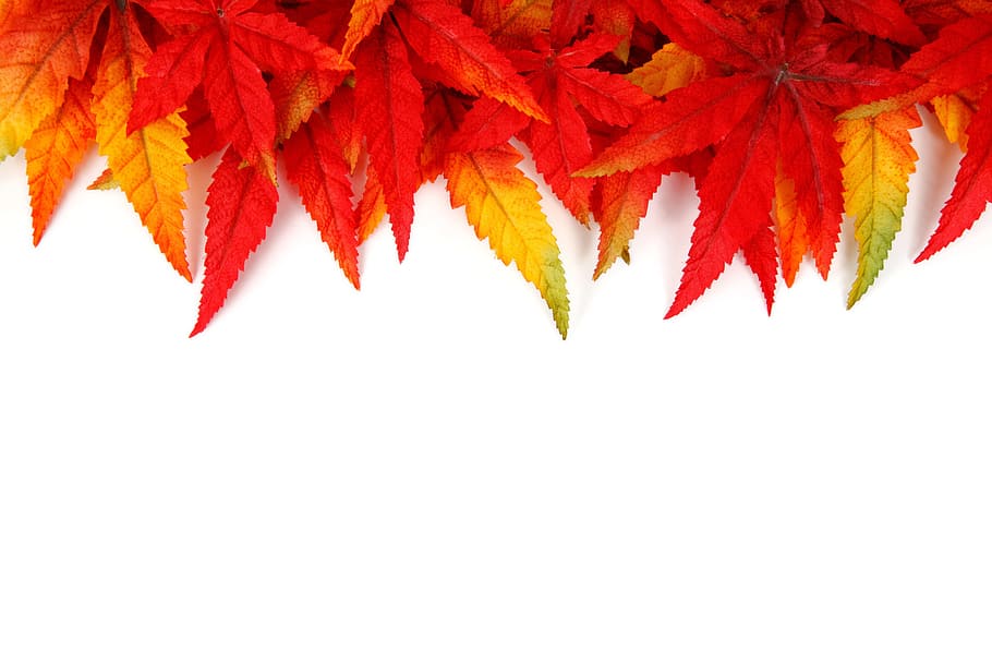 red cannabis plant, green, yellow, red leaves, abstract, autumn, background, bright, frame, color
